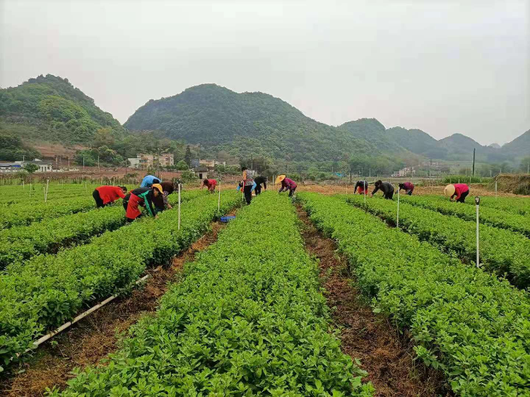 在陽山大崀鎮(zhèn)，農戶們采摘枸杞。通訊員供圖.jpg